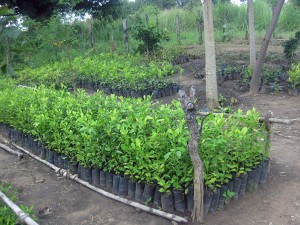 nursery plants 