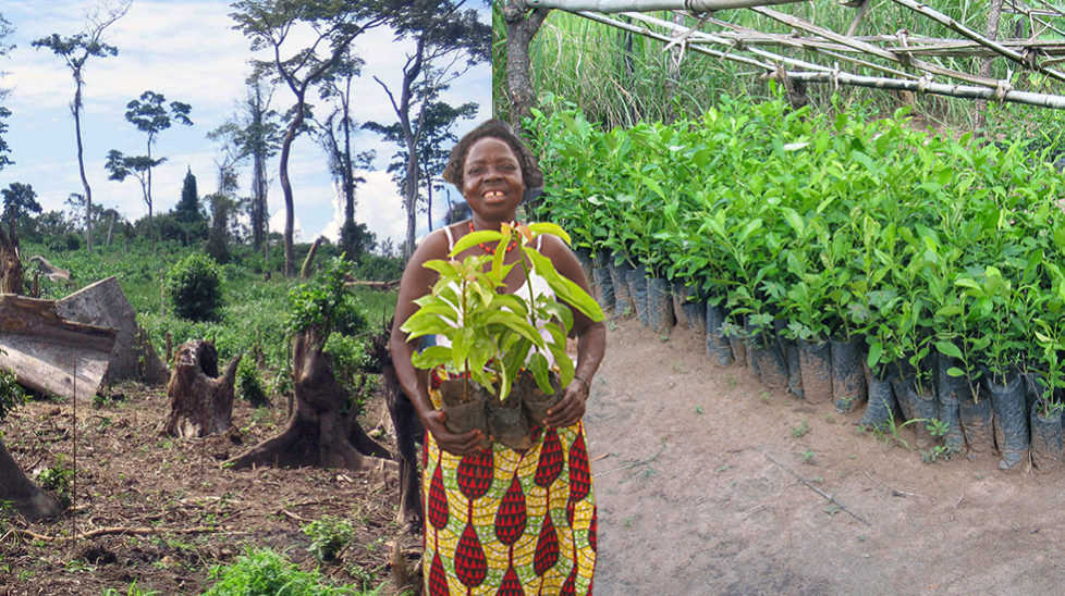 tree nursery