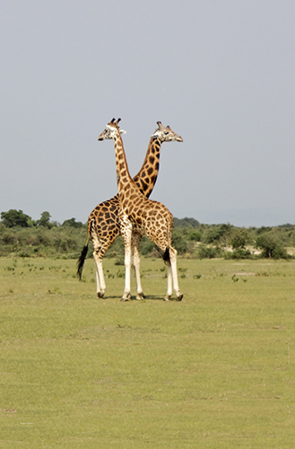 Giraffes